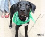 Small Photo #4 Labrador Retriever-Retriever  Mix Puppy For Sale in Washington, DC, USA