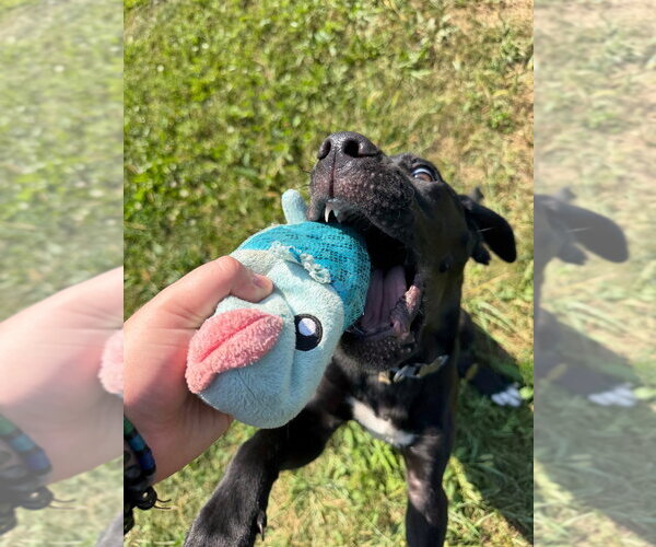 Medium Photo #3 Labrador Retriever-Unknown Mix Puppy For Sale in Pierceton , IN, USA