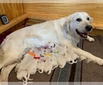 Image preview for Ad Listing. Nickname: Litter of 10
