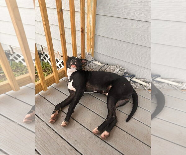 Medium Photo #9 American Pit Bull Terrier-Unknown Mix Puppy For Sale in Oakhurst, NJ, USA