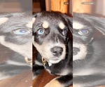 Small #4 Gerberian Shepsky