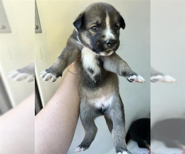 Medium Photo #1 German Shepherd Dog-Unknown Mix Puppy For Sale in Houston, TX, USA