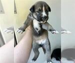 Small German Shepherd Dog Mix