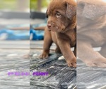 Small Photo #1 Labrador Retriever Puppy For Sale in HAMPSTEAD, NC, USA