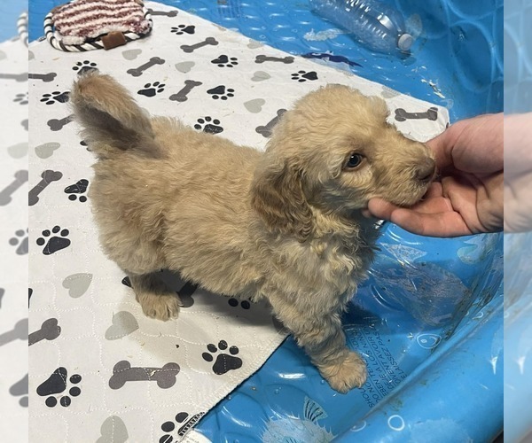 Medium Photo #4 Goldendoodle Puppy For Sale in ELLISGROVE, IL, USA