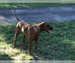 Small Photo #1 Rhodesian Ridgeback Puppy For Sale in BOERNE, TX, USA