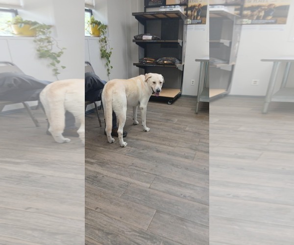 Medium Photo #4 Great Pyrenees-Unknown Mix Puppy For Sale in Houston, TX, USA