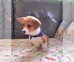Small #5 Pembroke Welsh Corgi