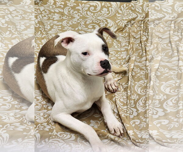 Medium Photo #3 Mutt Puppy For Sale in Hilton Head, SC, USA