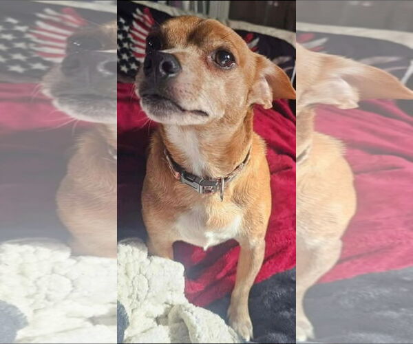 Medium Photo #2 Chihuahua-Unknown Mix Puppy For Sale in Germantown, OH, USA