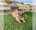 Small #4 French Bulldog