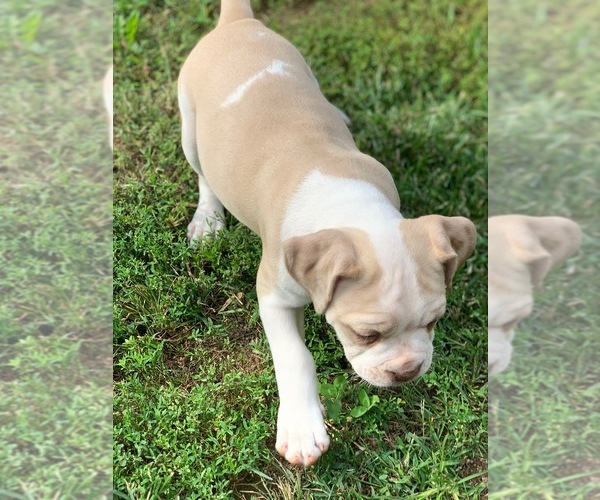 Medium Photo #12 Alapaha Blue Blood Bulldog Puppy For Sale in RUFFS DALE, PA, USA