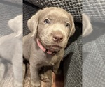 Puppy Pink Labrador Retriever