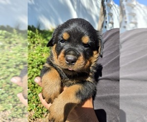 Rottweiler Puppy for sale in RIVERSIDE, CA, USA