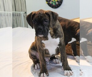 Boxer Puppy for sale in SHIPSHEWANA, IN, USA