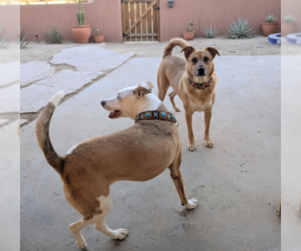 Medium Photo #1 Mutt Puppy For Sale in Pena Blanca, NM, USA