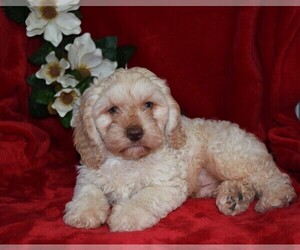 Cockapoo Puppy for sale in BARNESVILLE, KS, USA