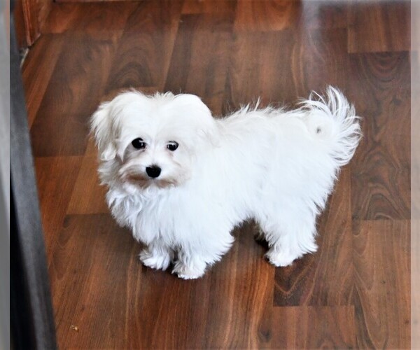 Medium Photo #4 Maltese Puppy For Sale in ROCK VALLEY, IA, USA