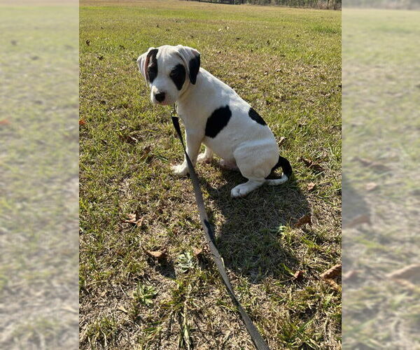 Medium Photo #3 Labrador Retriever-Unknown Mix Puppy For Sale in Tarrytown, GA, USA