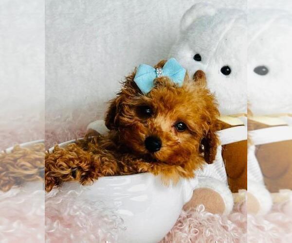 Medium Photo #21 Poodle (Toy) Puppy For Sale in DACULA, GA, USA