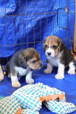 Beagle Puppy for sale in WAIANAE, HI, USA