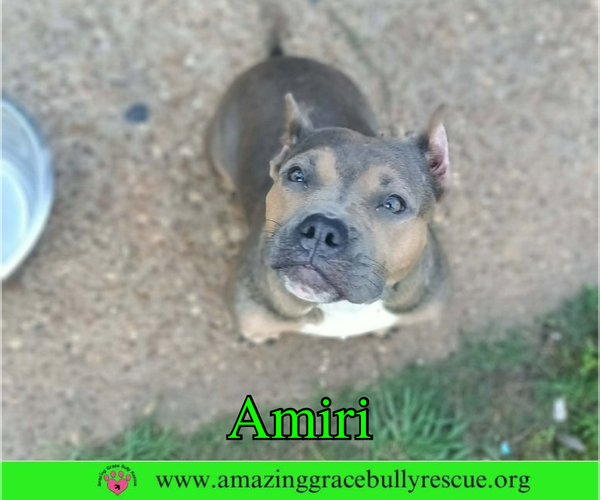 Medium Photo #5 American Staffordshire Terrier Puppy For Sale in Milton, FL, USA