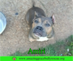 Small #4 American Staffordshire Terrier