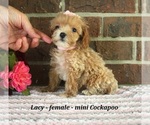 Small #2 Cockapoo (Miniature)