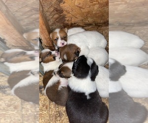 Border Collie Puppy for sale in HAYWARD, CA, USA