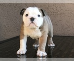 Small Photo #1 Bulldog Puppy For Sale in SUISUN CITY, CA, USA