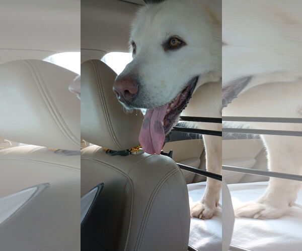 Medium Photo #1 Great Pyrenees-Unknown Mix Puppy For Sale in Houston, TX, USA