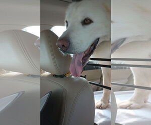 Great Pyrenees-Unknown Mix Dogs for adoption in Houston, TX, USA