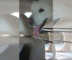 Small Great Pyrenees Mix