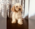 Small Photo #12 Poodle (Miniature) Puppy For Sale in DURHAM, CT, USA