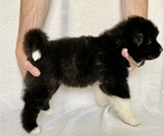Small Photo #4 Akita Puppy For Sale in GREELEY, CO, USA