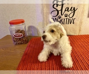 Chorkiepoo Puppy for sale in TILDEN, IL, USA