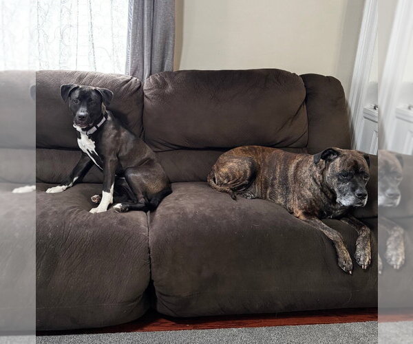 Medium Photo #6 Mutt Puppy For Sale in Gloversville, NY, USA