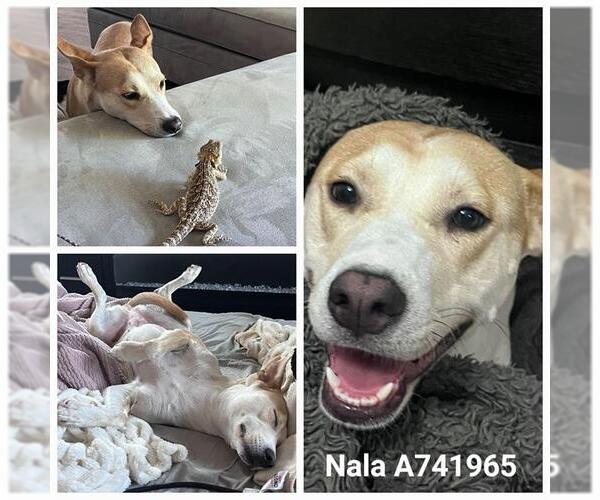 Medium Photo #2 Mutt Puppy For Sale in San Antonio, TX, USA