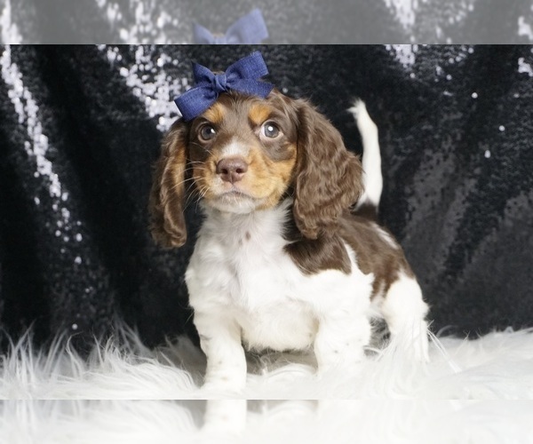Medium Photo #5 Dachshund Puppy For Sale in WARSAW, IN, USA