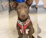Small Chocolate Labrador retriever Mix