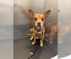 Chihuahua-Unknown Mix Dogs for adoption in San Antonio, TX, USA