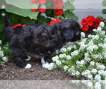 Puppy Asia Shih-Poo