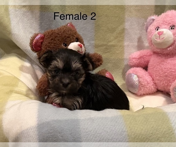 Medium Photo #8 Morkie Puppy For Sale in GUTHRIE, KY, USA