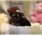 Small #7 Morkie