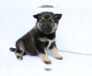 Norwegian Elkhound Puppy for sale in SHILOH, OH, USA