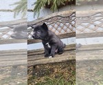 Small #3 Pomsky