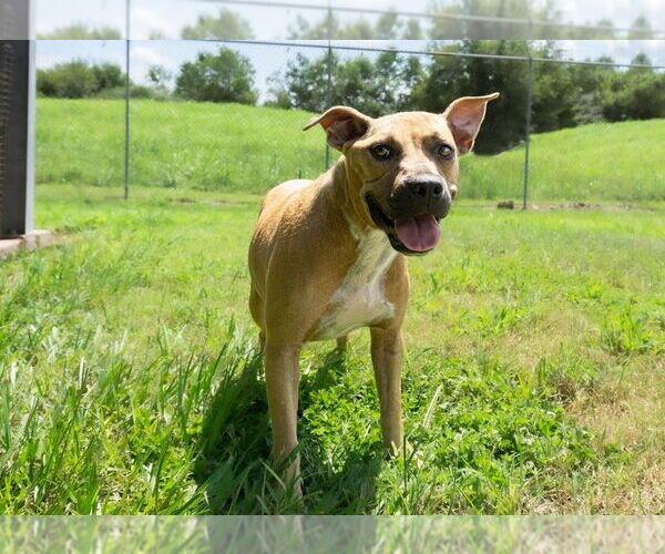 Medium Photo #3 Mutt Puppy For Sale in Abbeville, LA, USA