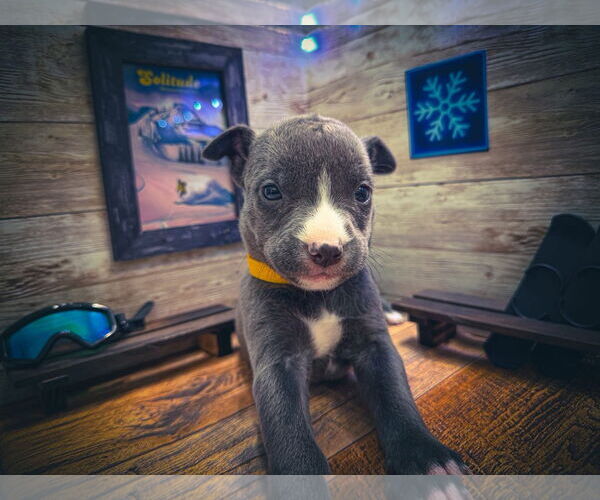 Medium Photo #2 Mutt Puppy For Sale in New London, WI, USA