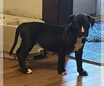 Puppy Puppy 1 American Pit Bull Terrier