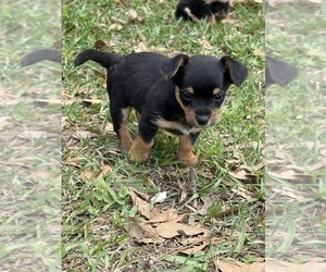 Yorkie Russell Puppy for Sale in ECHO, Alabama USA